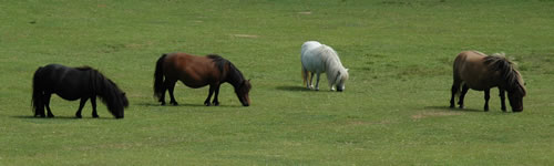 Dartmoor National Park Ponies