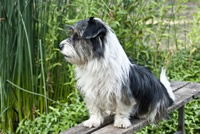 Dog looking at holiday lodges