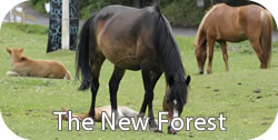 New Forest Ponies