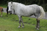 New Forest Pony